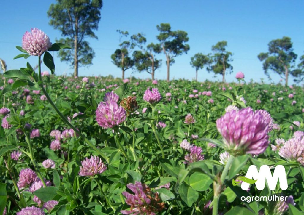 Nova cultivar de trevo vermelho